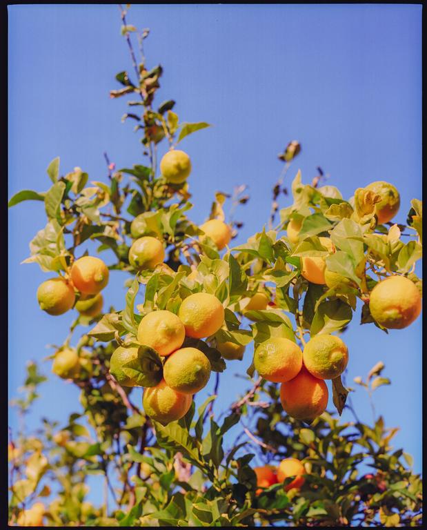 A tree laden with ripe oranges and lemons is set against a clear blue sky.