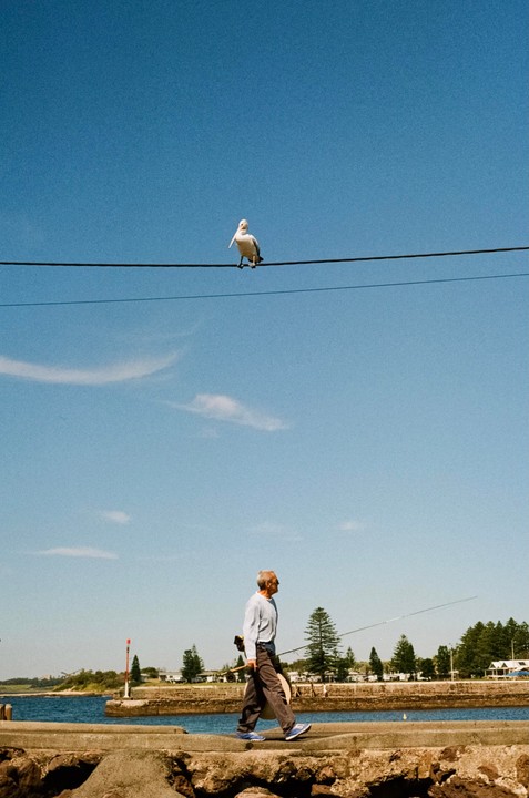 A man walks along a concrete pier with a fishing rod while a pelican sits on a wire overhead.