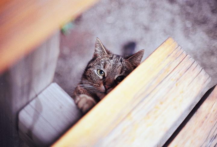 A tabby cat peeks from behind a wooden bench.