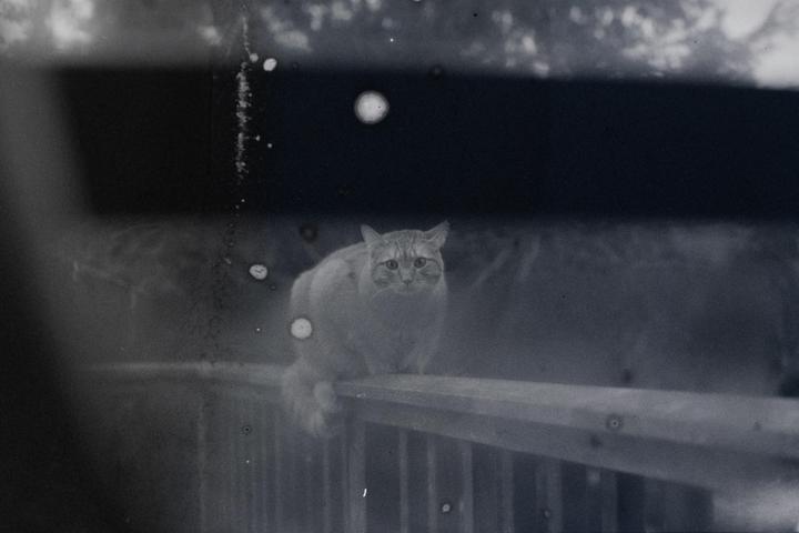 A cat sits on a wooden railing with a dark background.