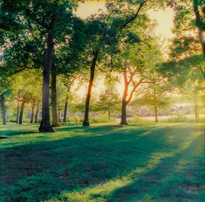 Sunlight streams through trees onto a grassy area with a body of water and boats in the distance.