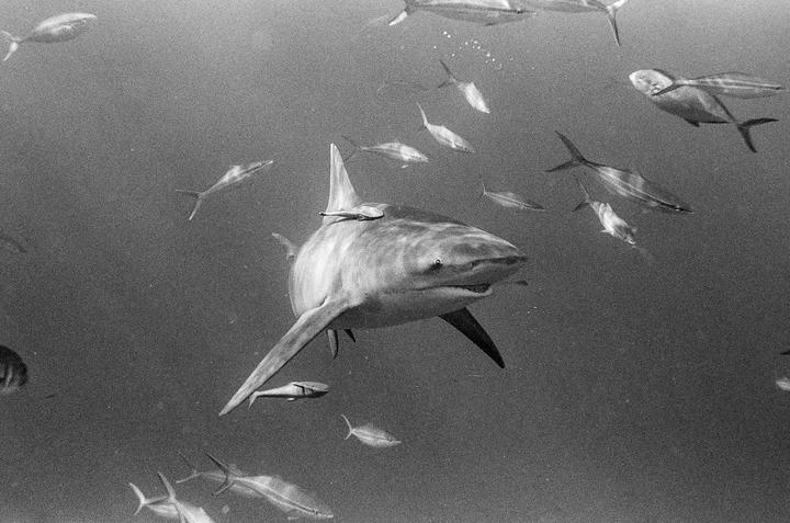 A shark swims underwater surrounded by many smaller fish.