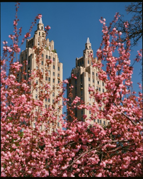 Two tall buildings with ornate tops are framed by pink blossoms against a clear blue sky.