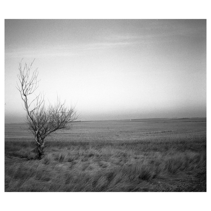 A lone, bare tree stands in a vast, flat field under a hazy sky.