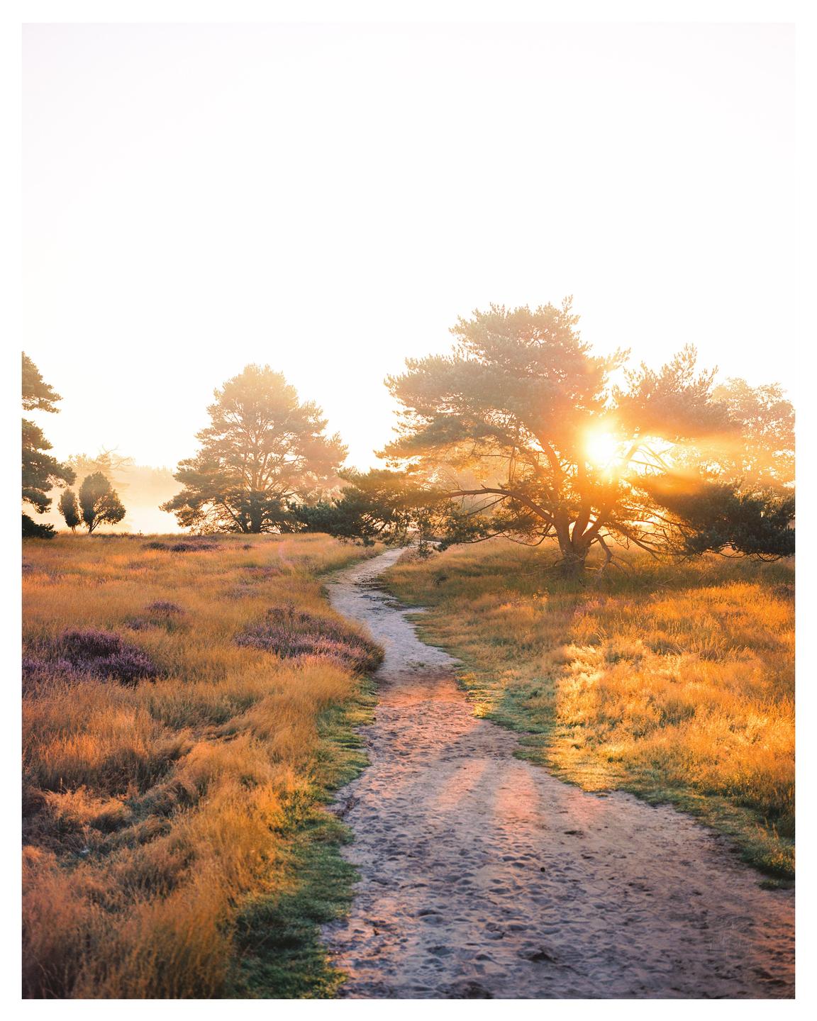 A winding path leads through a field of tall grass and heather towards a bright sunburst behind trees.