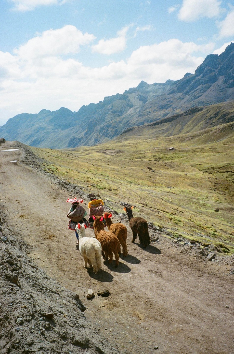 Two women walk with four alpacas on a dirt road in a mountainous landscape.