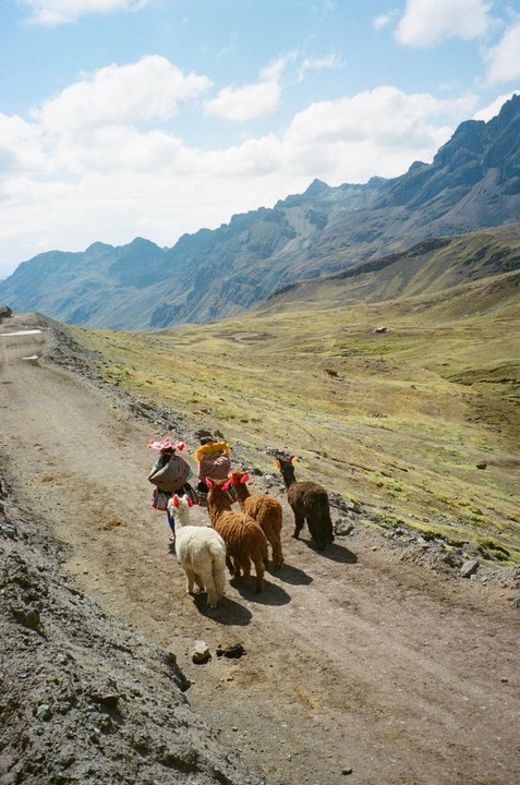 Two women walk with four alpacas on a dirt road in a mountainous landscape.