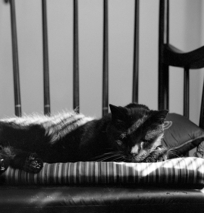 A black cat sleeps on a striped cushion in a chair, with sunlight illuminating parts of its fur.