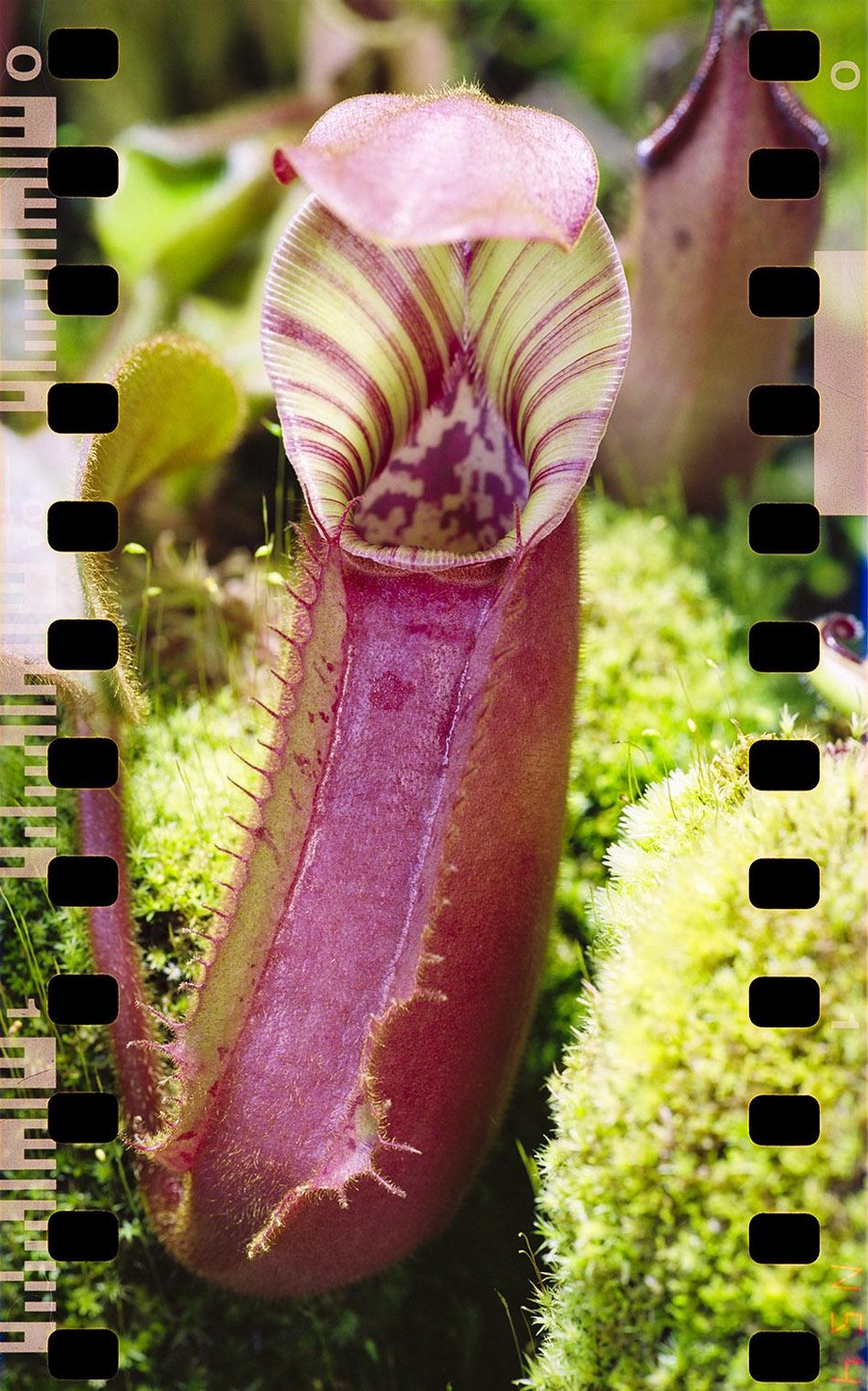 A close-up shot shows a pitcher plant with a striped opening and a deep red body, surrounded by green moss.