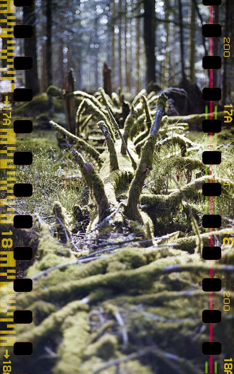 A moss-covered fallen tree trunk with exposed roots lies in a forest.