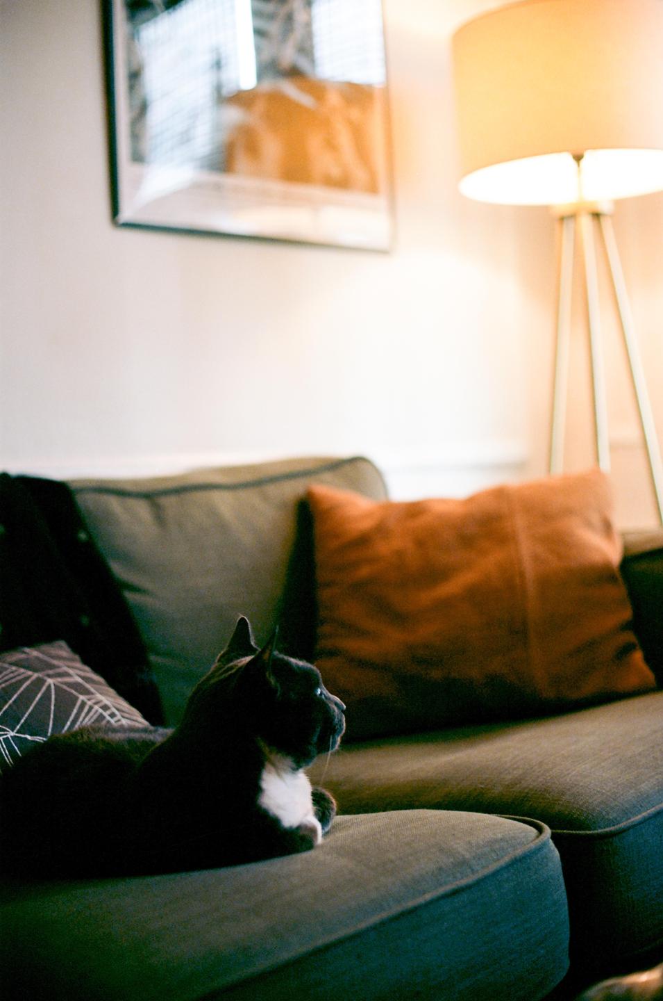 A black cat with white markings is resting on a green sofa next to a floor lamp.
