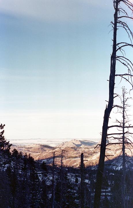A wide landscape shows a valley with hills and trees, with a large dead tree in the foreground.
