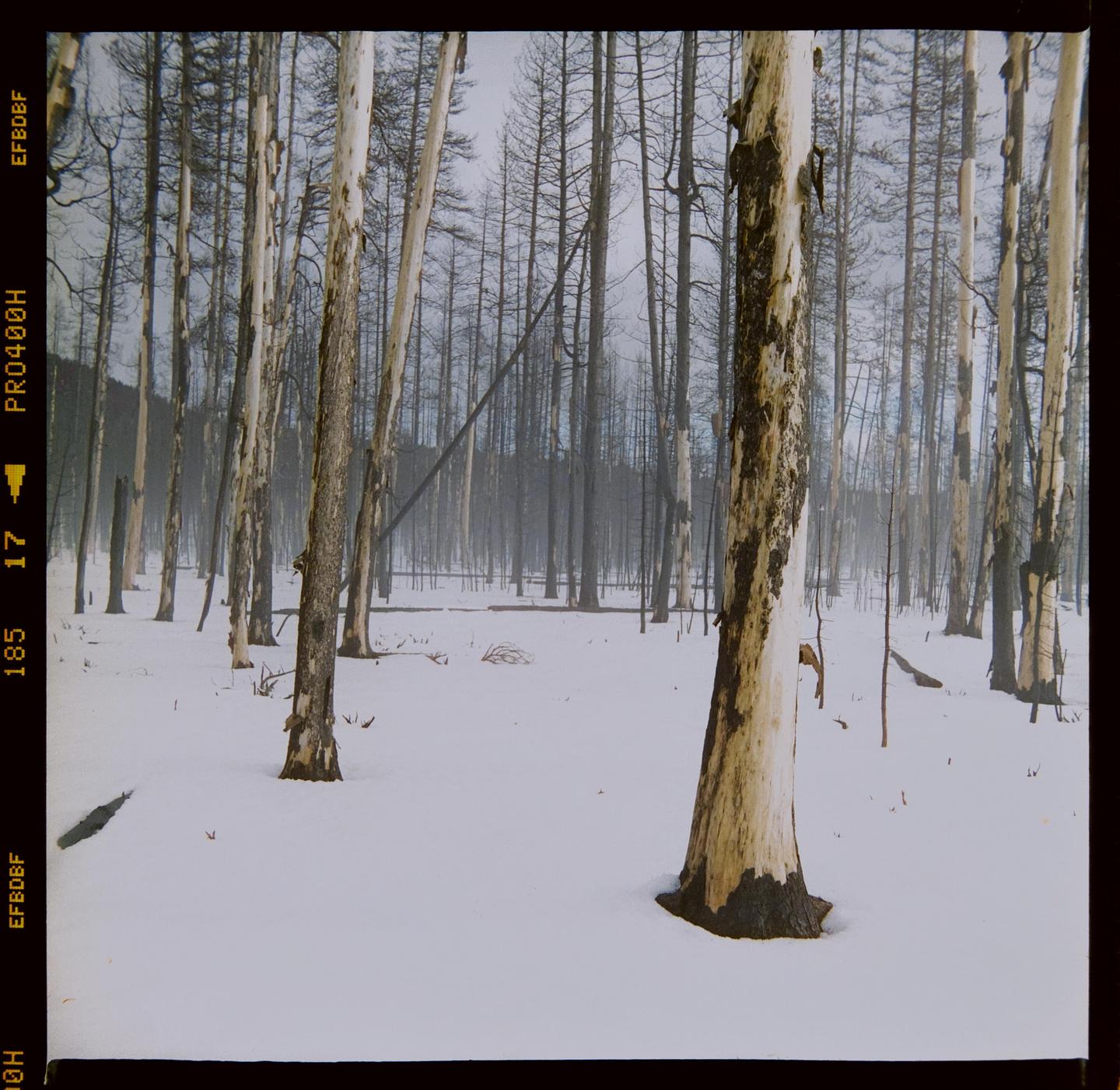 A snow-covered forest features numerous bare trees, some with light bark and others dark, under a hazy sky.