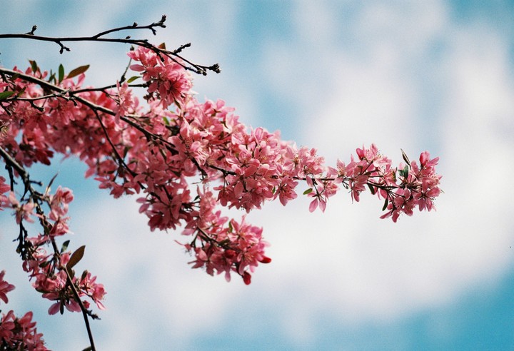 Pink blossoms on a branch are visible against a blue sky with white clouds.
