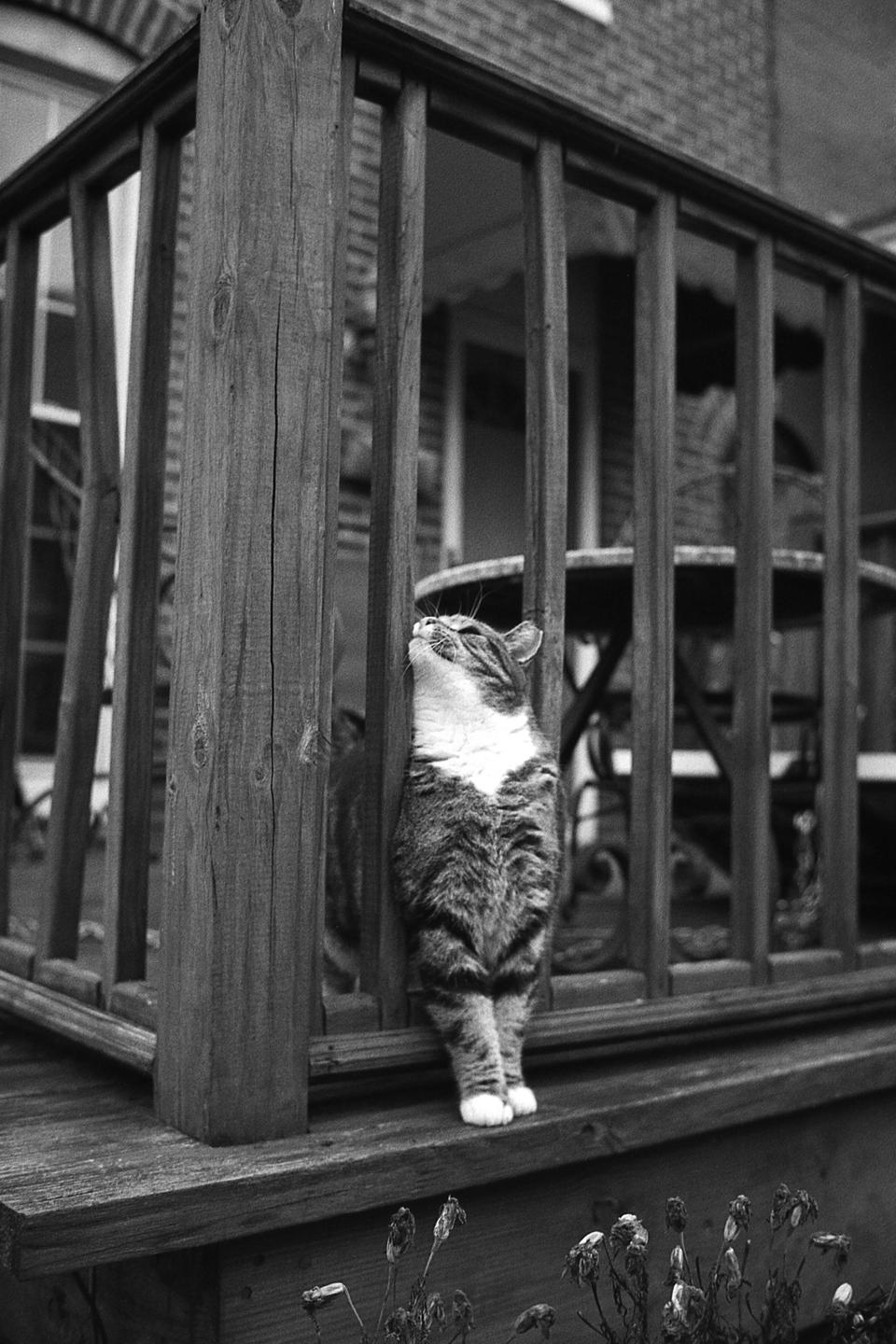 A cat stands on a wooden porch, looking up between the balusters.