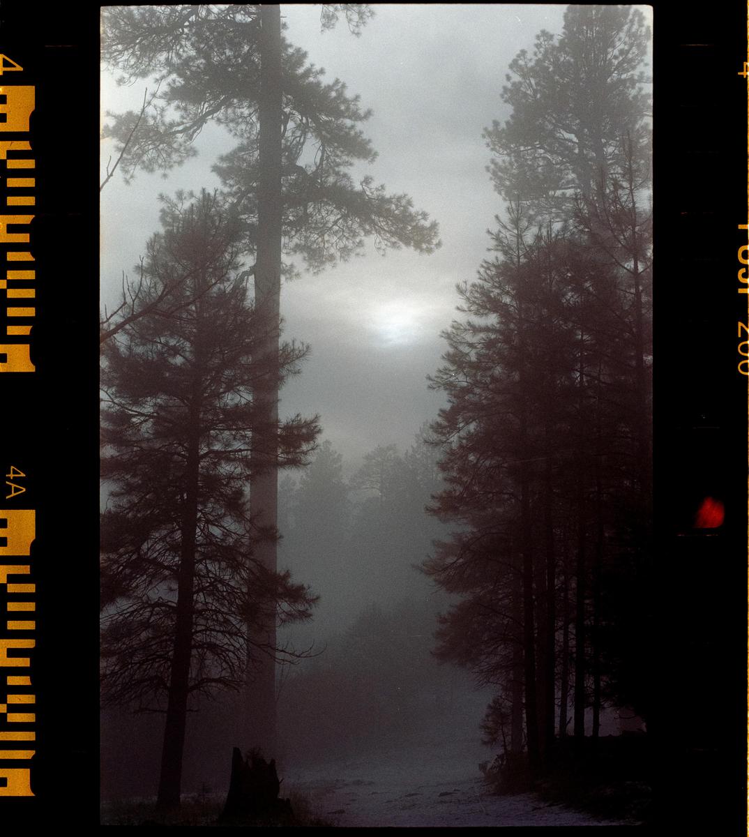 A forest path is covered in a light dusting of snow, with tall pine trees shrouded in fog.