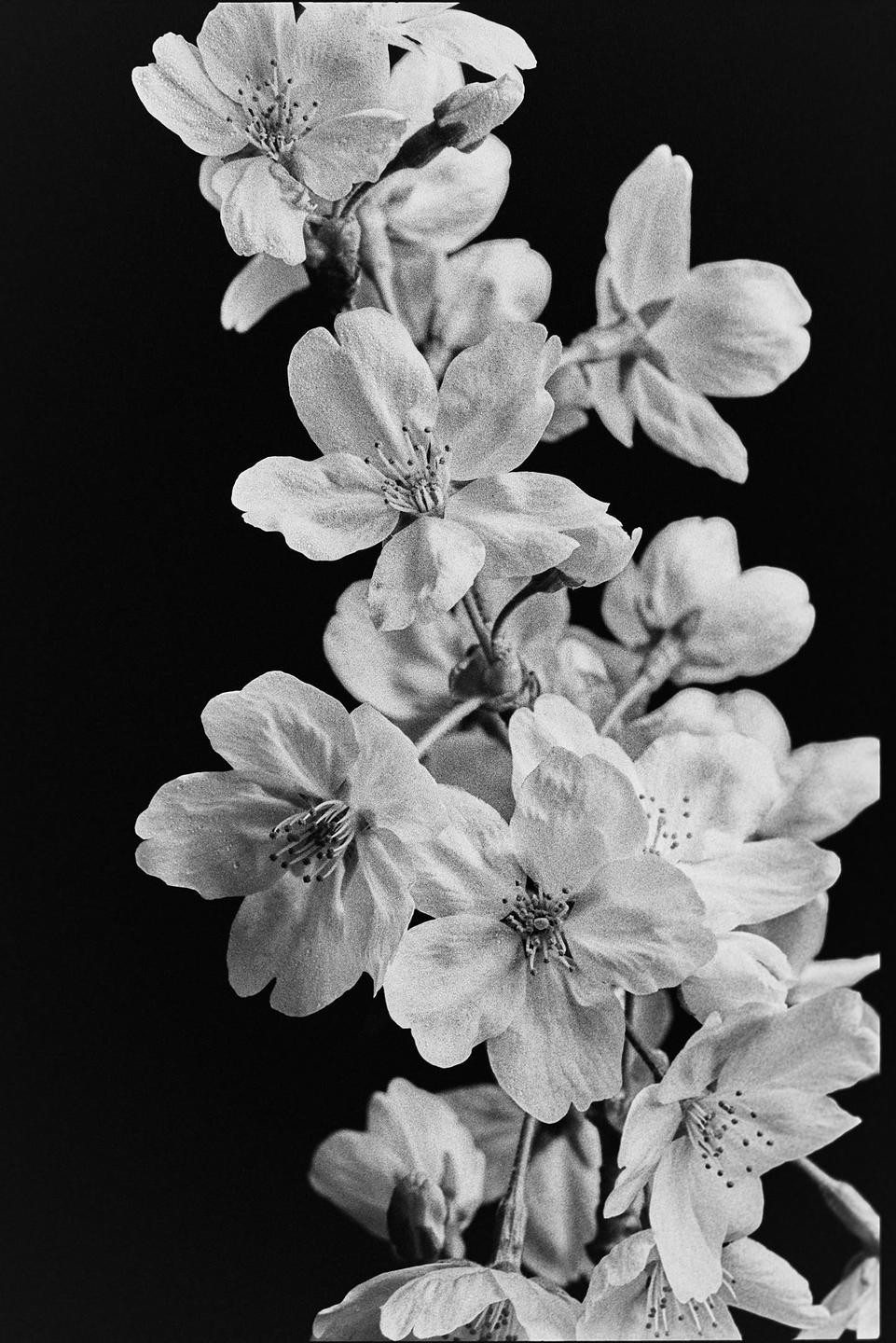 A cluster of cherry blossoms is shown against a dark background.