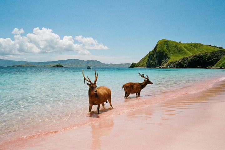 Two deer stand in the shallow turquoise water of a pink sand beach with green hills and distant islands under a blue sky.