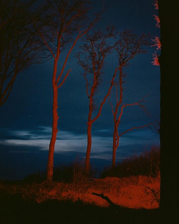 Three bare trees with red-orange trunks stand on a hill against a dark blue night sky.