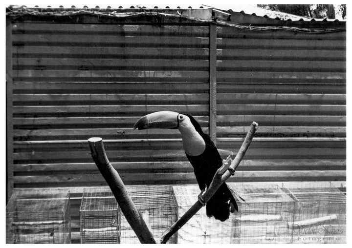 A toucan perches on a branch in front of a corrugated metal fence.
