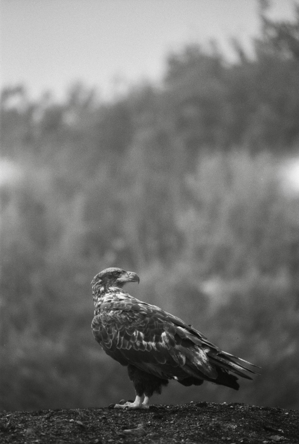 A young eagle stands on a rocky surface, looking to the right.