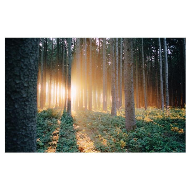 Sunlight streams through a dense forest, illuminating the undergrowth and creating long shadows.