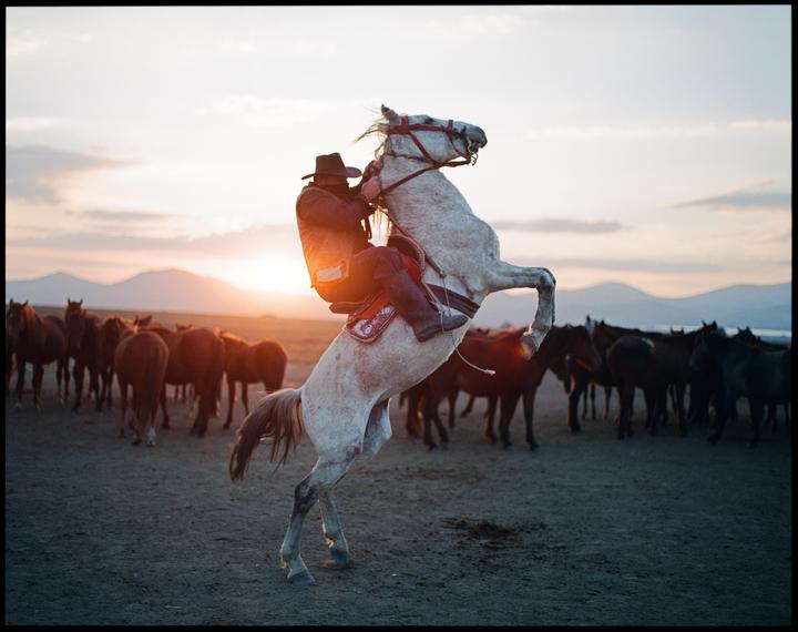 A man on a rearing horse is silhouetted against a sunset with a herd of horses in the background.
