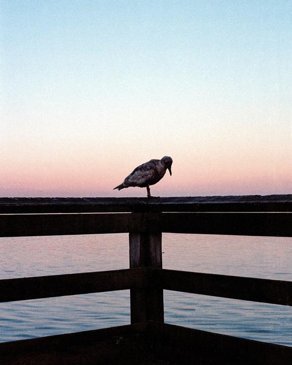 A bird stands on a wooden pier railing over water with a colorful sky in the background.