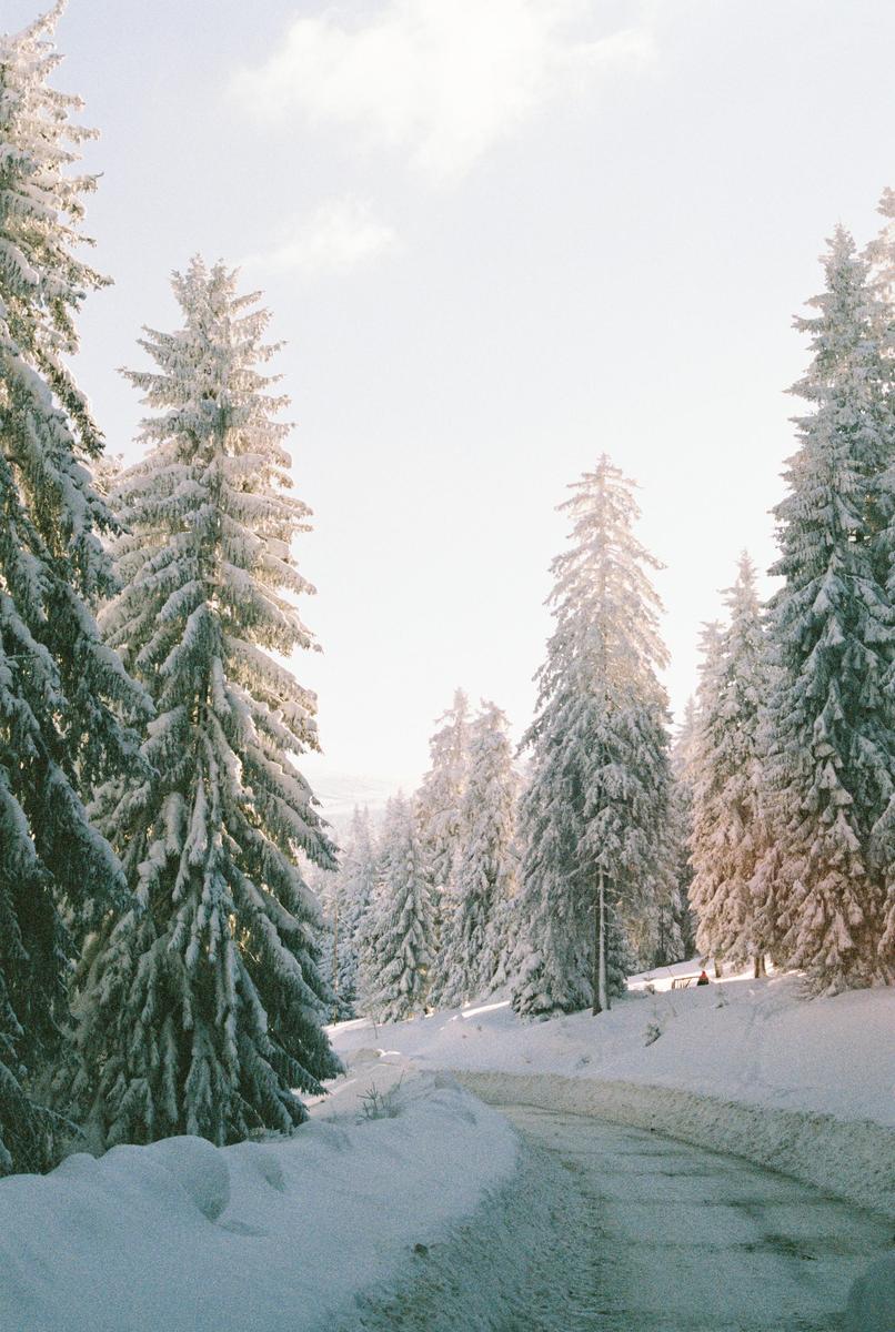 A snow-covered road winds through a forest of tall pine trees under a bright sky.