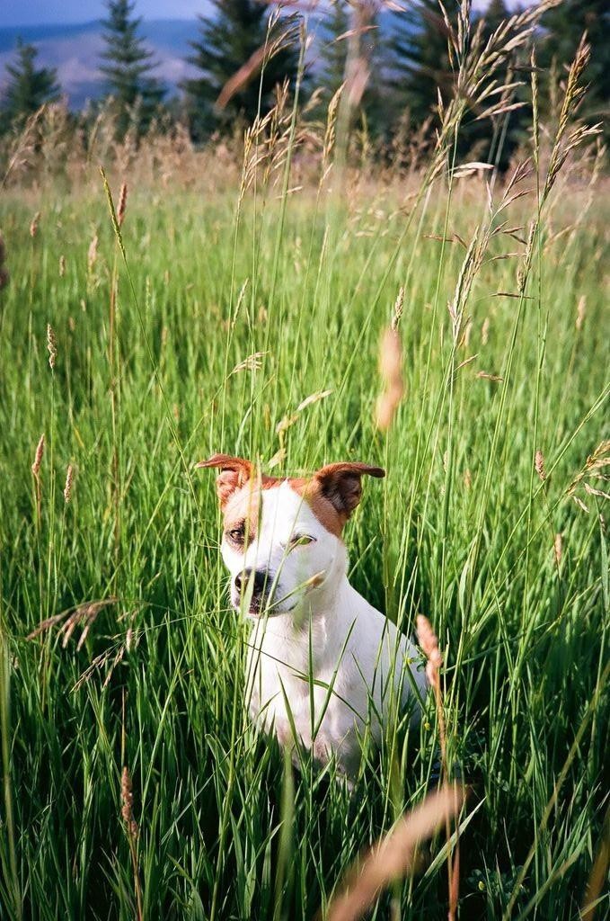 A white and brown dog sits in a field of tall green grass.