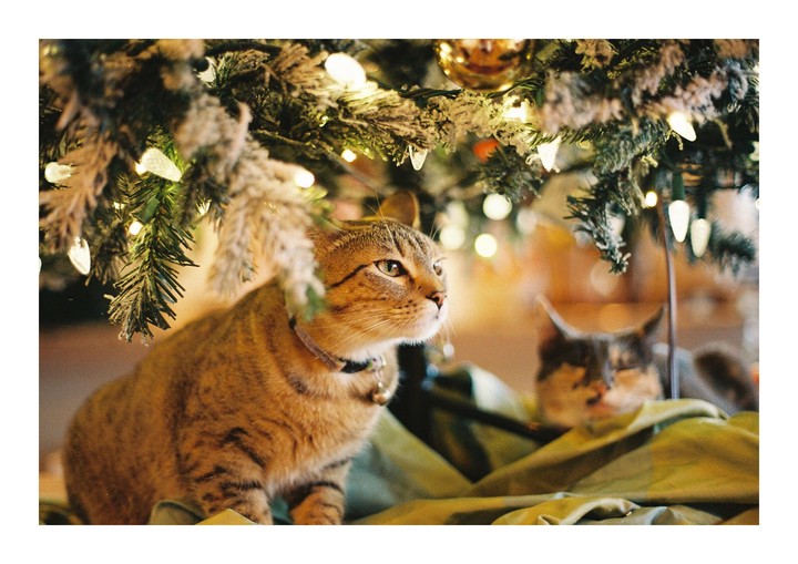Two cats sit under a Christmas tree with lights.
