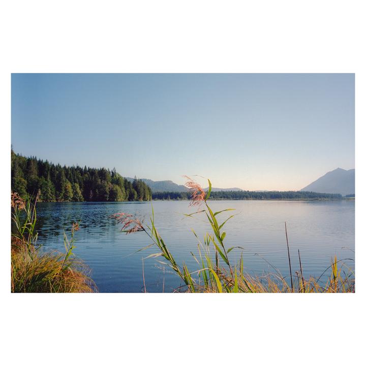 Tall grasses grow along the edge of a lake surrounded by a forest and mountains under a clear sky.