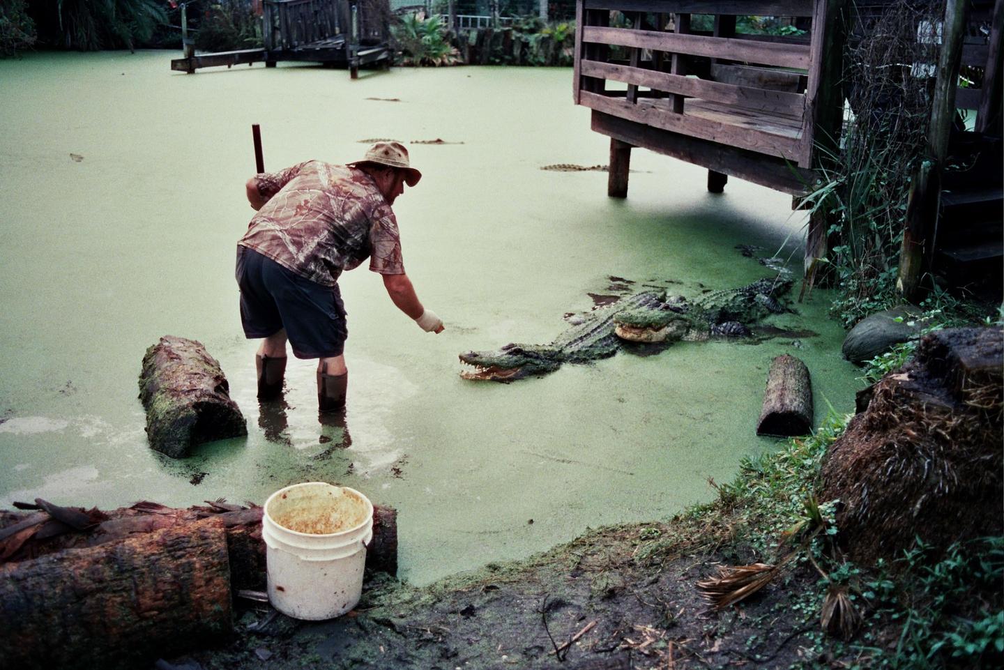 A man in a hat and boots stands in a swampy pond, feeding an alligator with his hand.