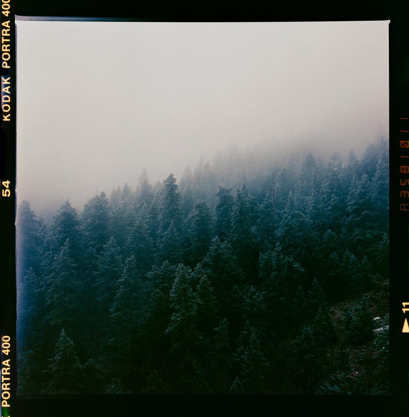 A dense forest of pine trees is partially obscured by a thick fog.