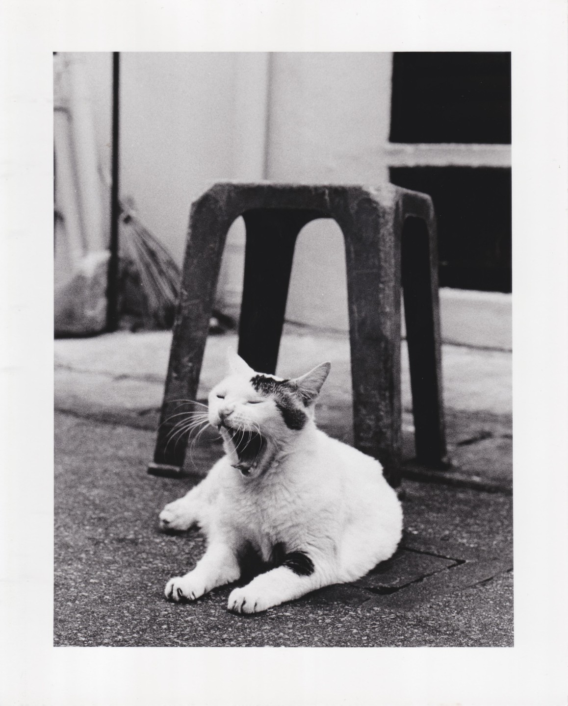 A white cat with dark spots yawns while lying on the ground next to a stool.