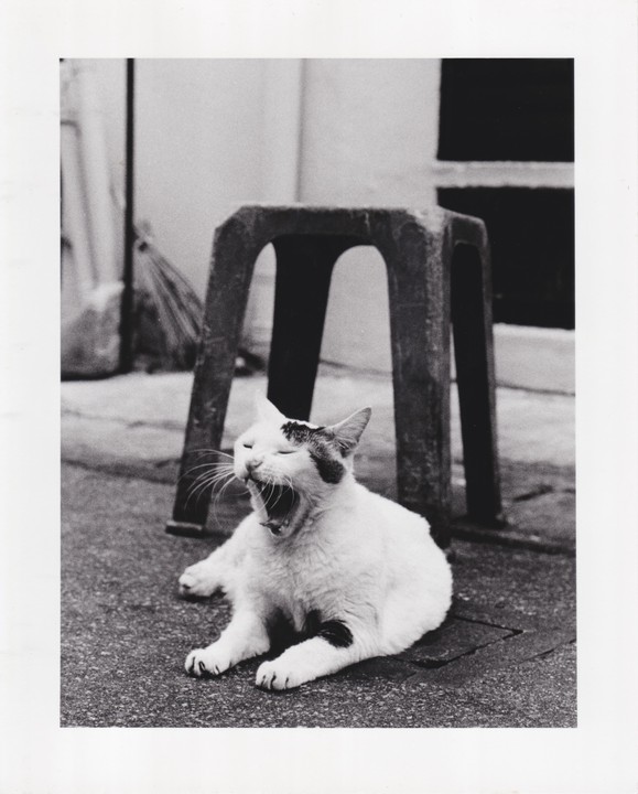 A white cat with dark spots yawns while lying on the ground next to a stool.