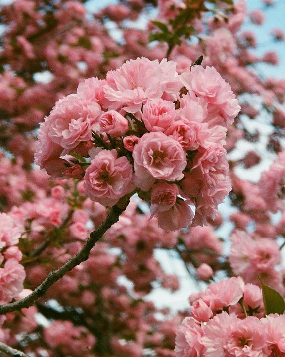 A cluster of pink cherry blossoms is in focus with more blossoms blurred in the background.