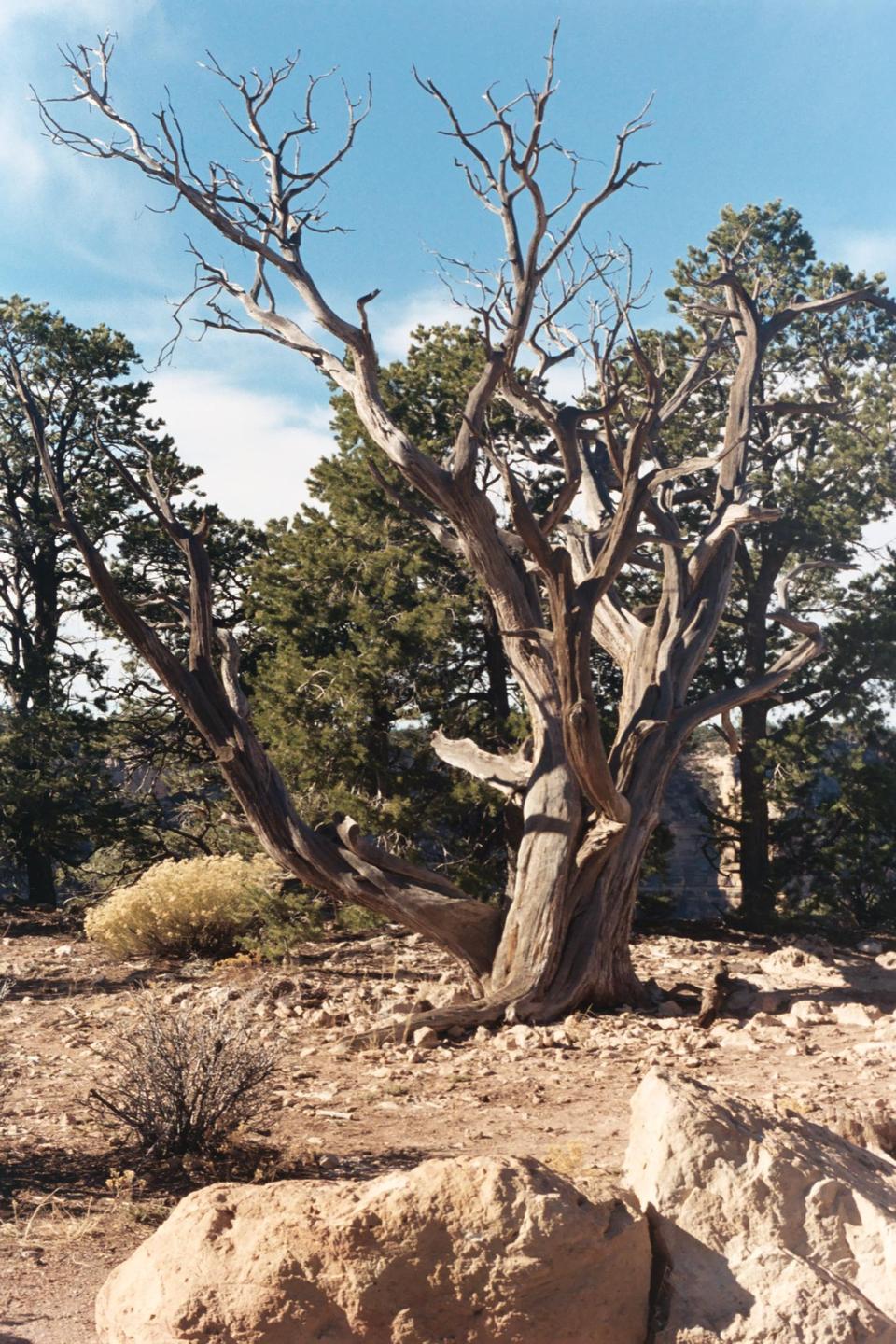 A gnarled, leafless tree stands in a rocky landscape with green trees and a blue sky in the background.