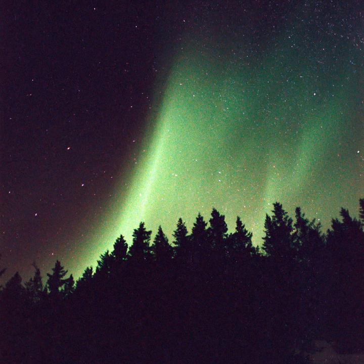 The aurora borealis glows green above a dark forest at night.