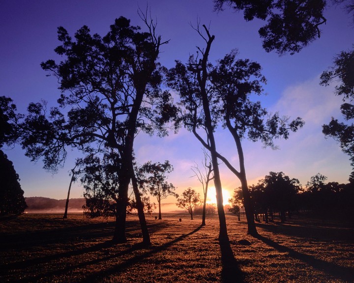 The sun rises over a misty field with silhouetted trees in the foreground.