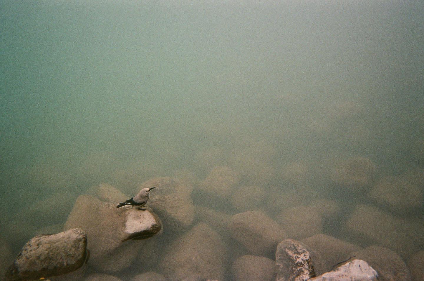 A small bird stands on a rock in shallow, murky water.