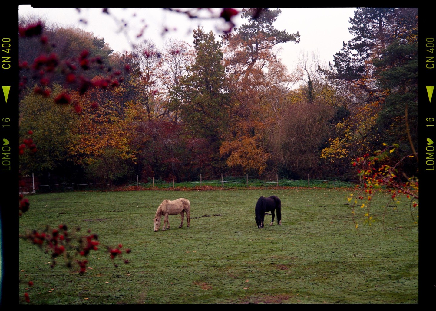 Two horses graze in a green field surrounded by trees with autumn foliage.