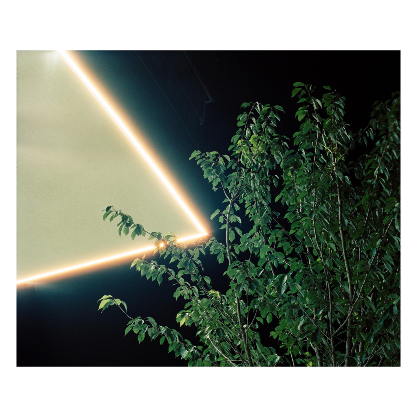 A tree with green leaves is illuminated by a bright orange light at night.