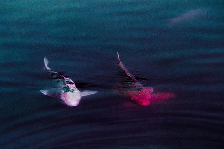 Two fish swim in dark water, one pink and white, the other pink.