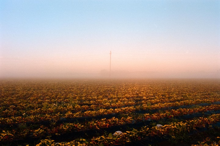 A field of plants under a hazy sky with a distant utility pole.