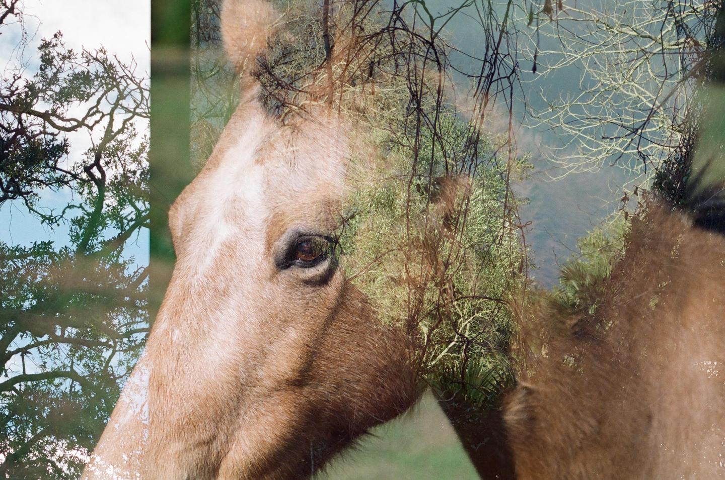 A horse's head is superimposed over a forest scene in a double exposure.
