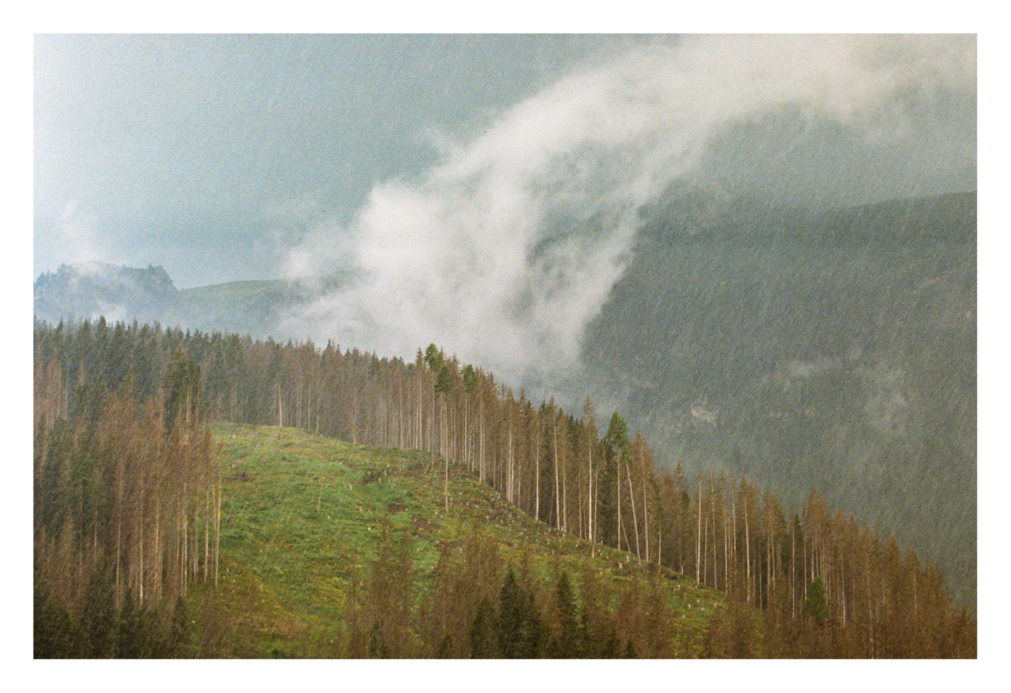 A forest of tall, thin trees covers a hillside with clouds and mountains in the background.
