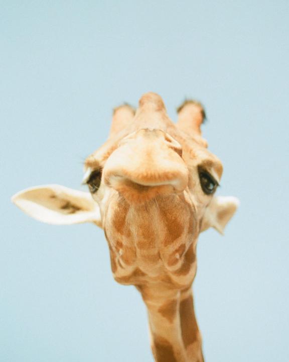 A giraffe looks directly at the camera against a light blue sky.