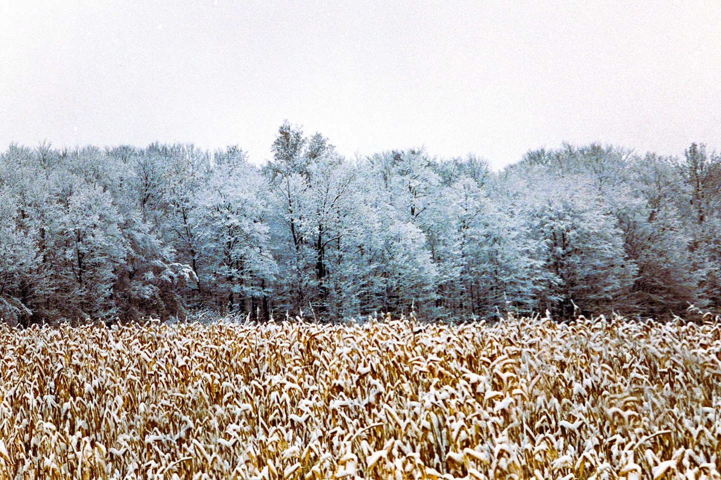 A field of golden crops is covered in snow with a line of snow-covered trees in the background under a white sky.