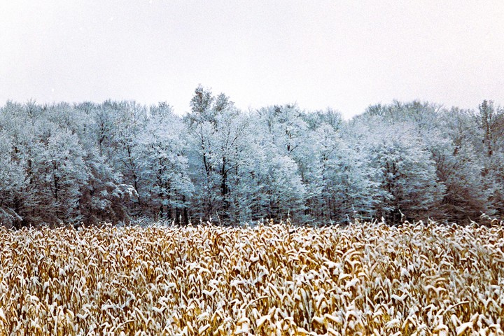 A field of golden crops is covered in snow with a line of snow-covered trees in the background under a white sky.